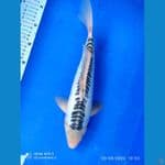 shusui 34 cm