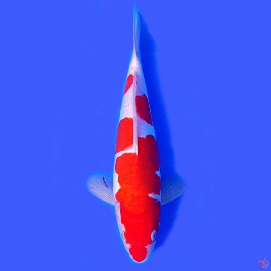KOHAKU DOITSU 28 CM •ORIGINAL RED STRONG•