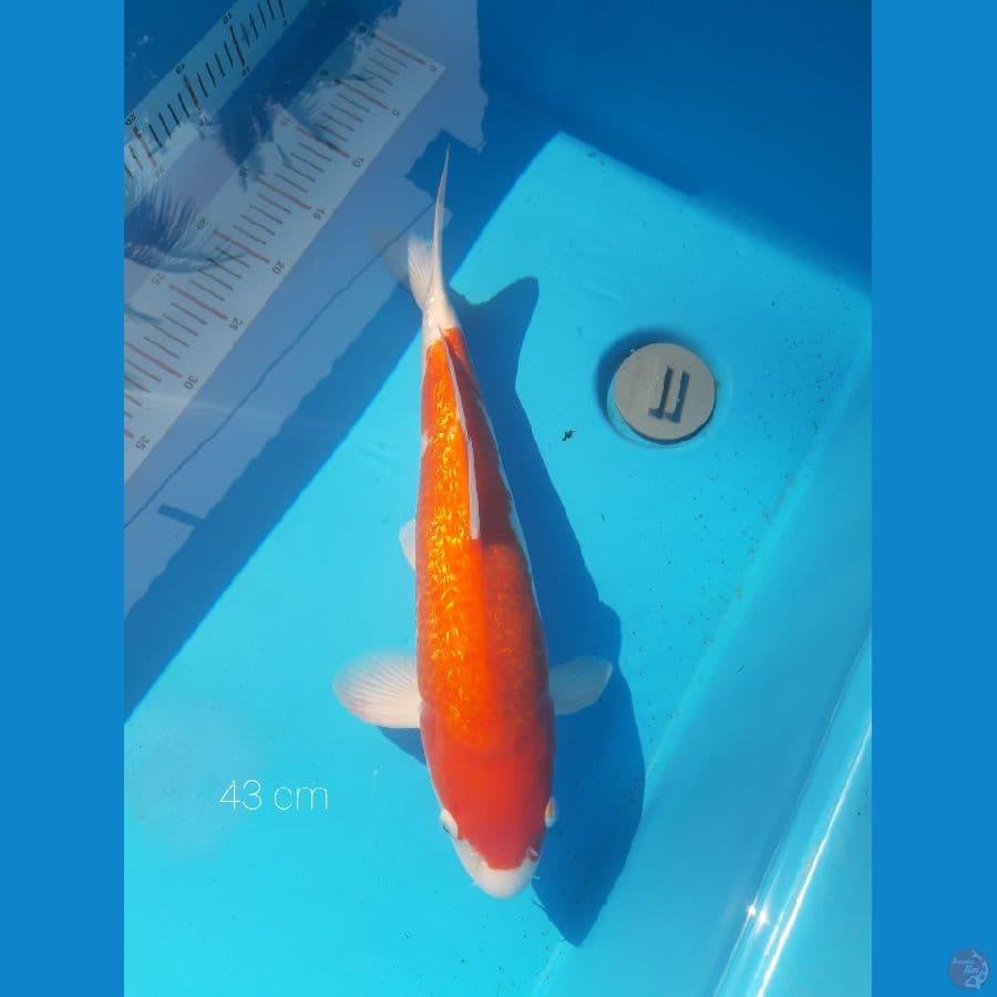 KOHAKU GINRIN IMPORT TERDOMARI 43 CM