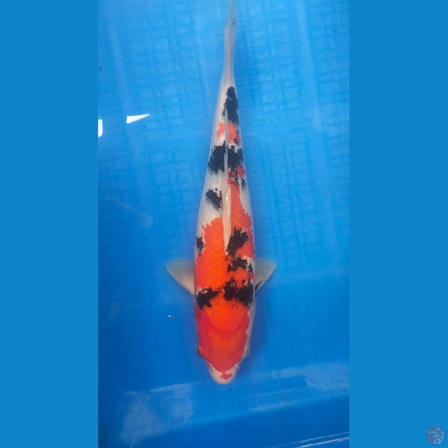 sanke 35 cm