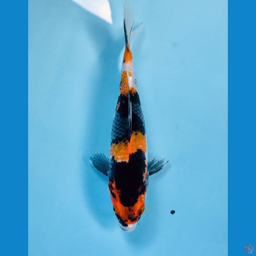 kage showa 20cm