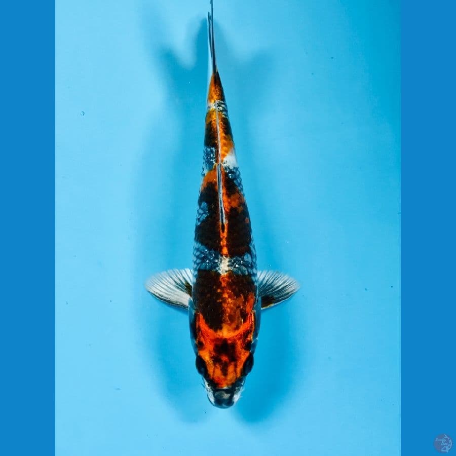 kage showa 20 cm