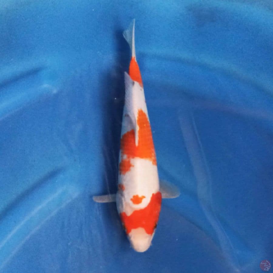 KOHAKU 26 cm