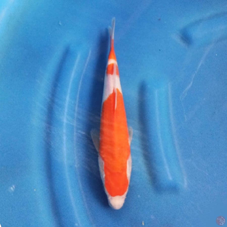 KOHAKU 25 cm