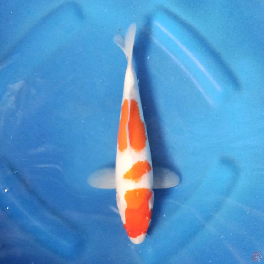 KOHAKU 25 Cm