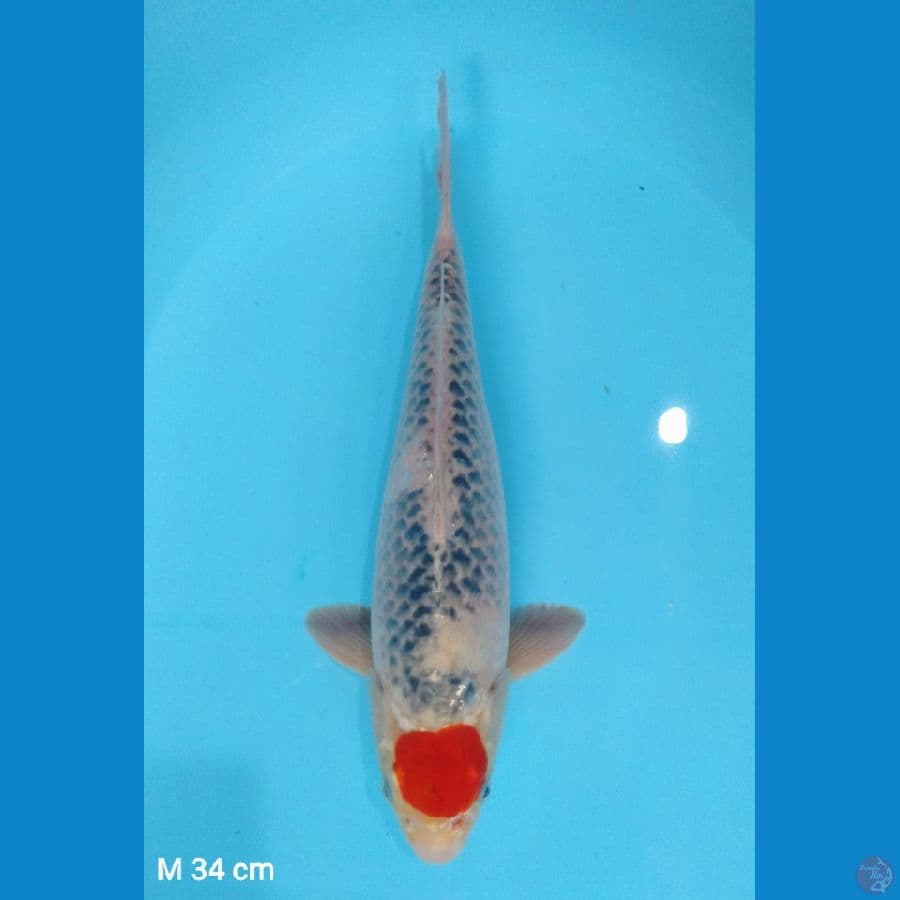 34cm (male)