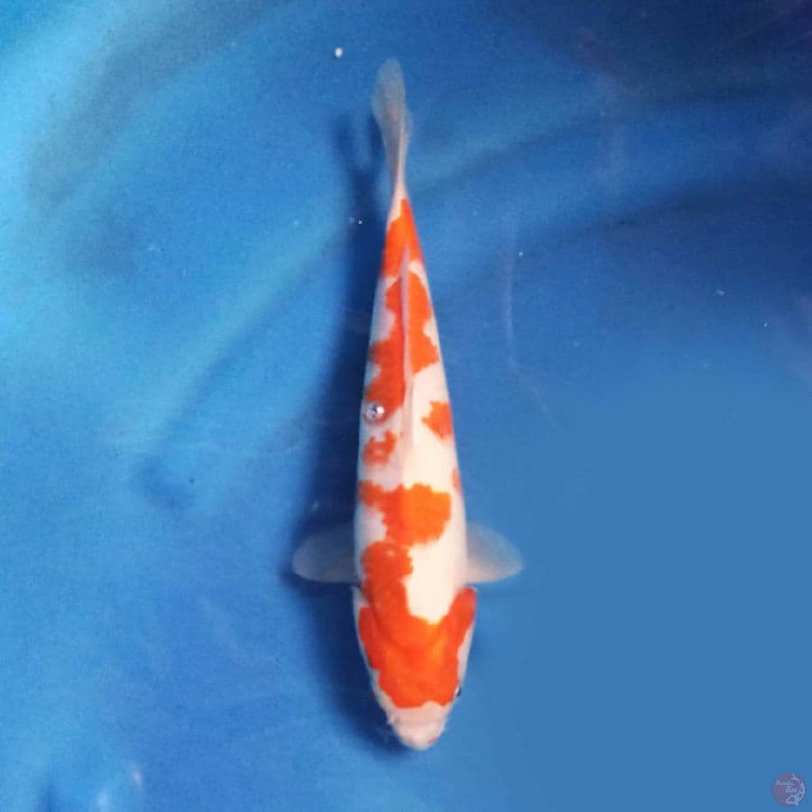 KOHAKU 25CM