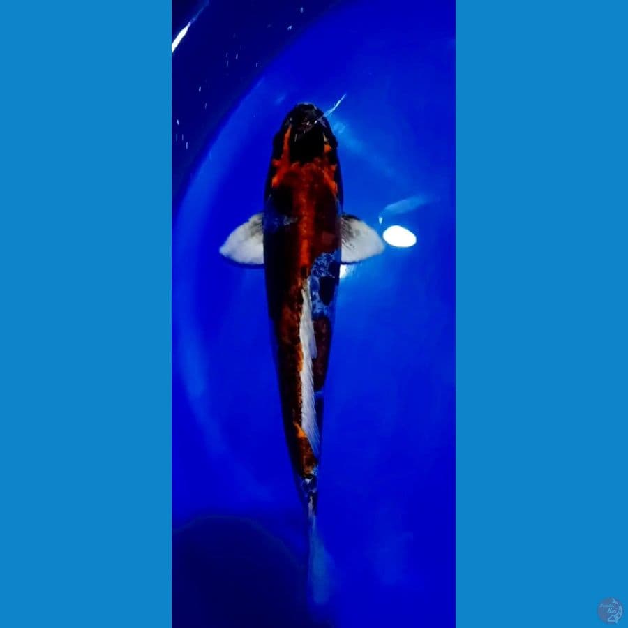 38 cm kiko