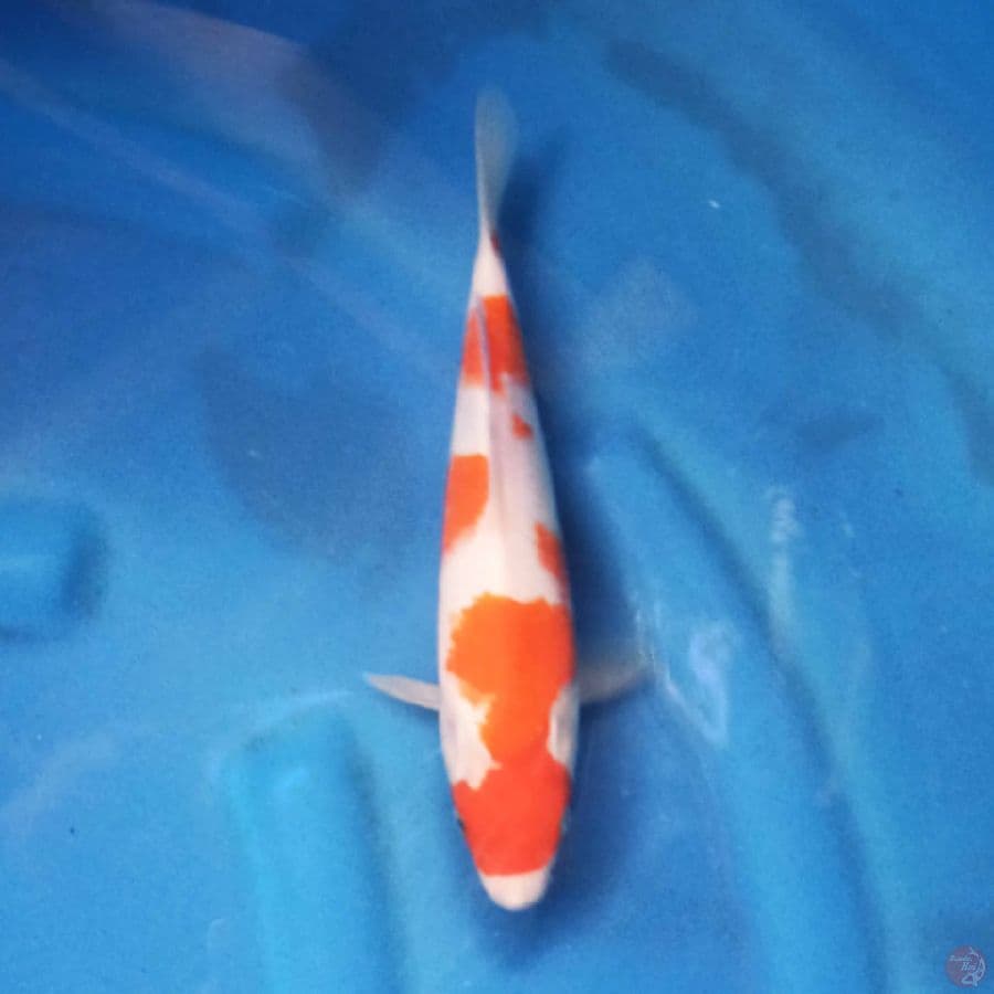 KOHAKU 25CM