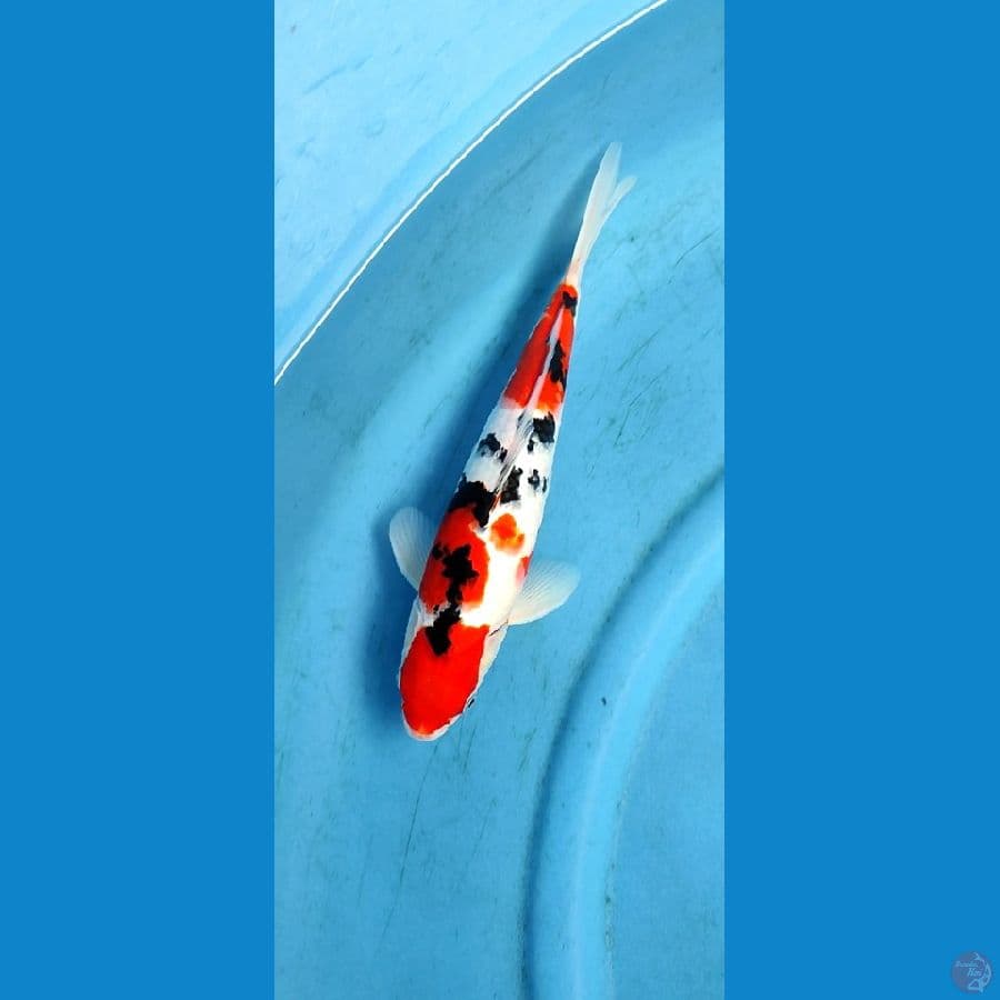 sanke subosumi 31 cm