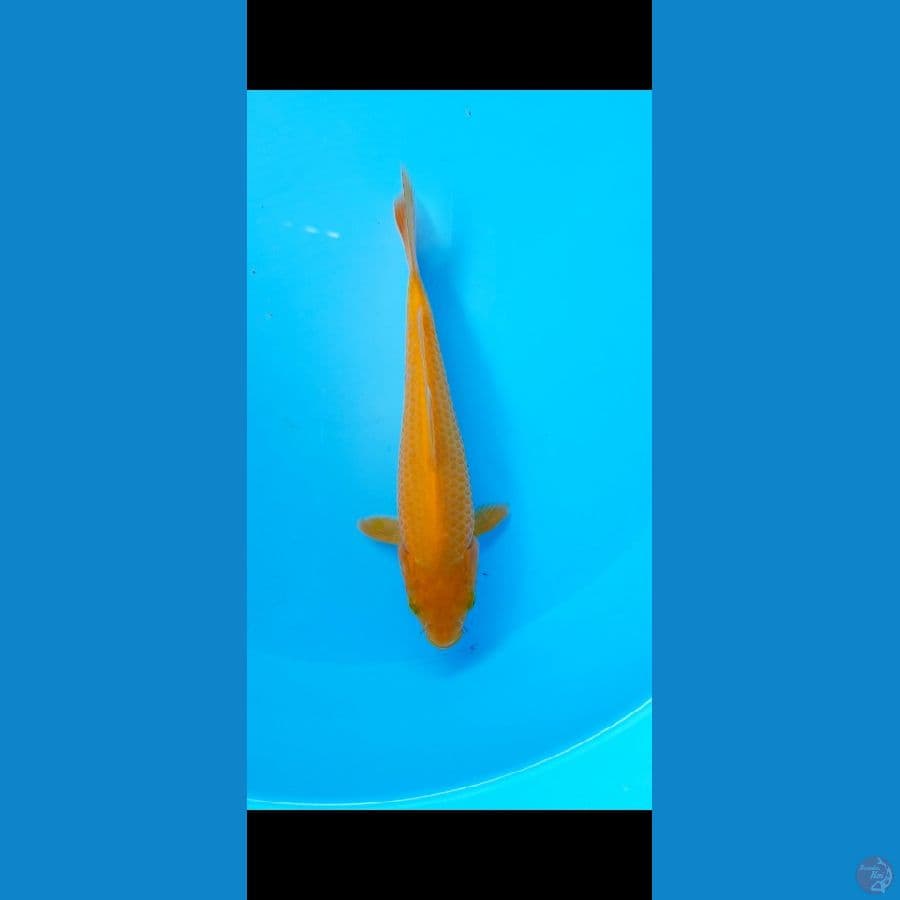 caramel