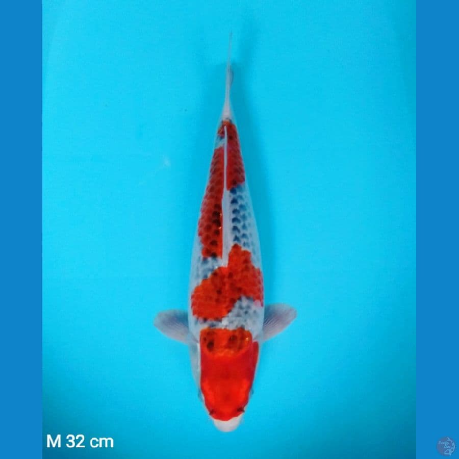 goshiki 32cm (male)
