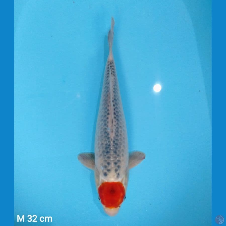 tc goshiki 32cm (male)