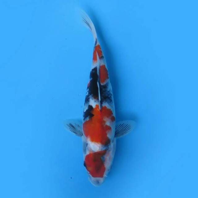 Maruten showa 21cm