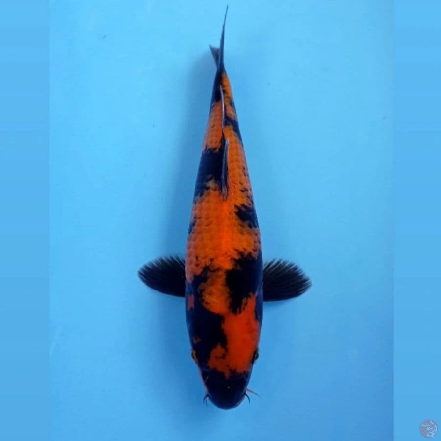 hi utsuri, 29 cm