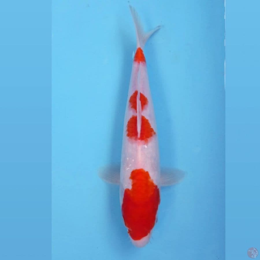 kohaku, 29 cm