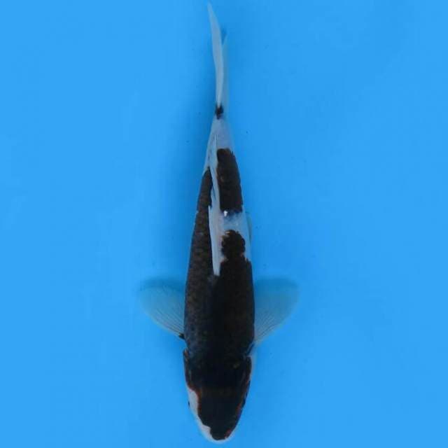 Budo goromo 24cm