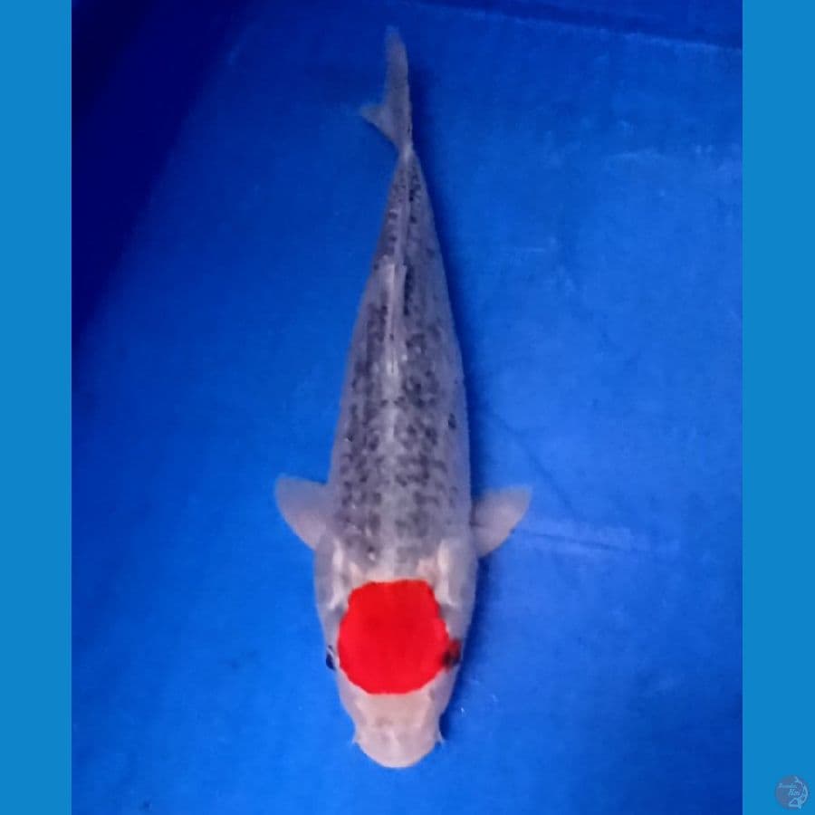 TC gosiki 35 cm 
