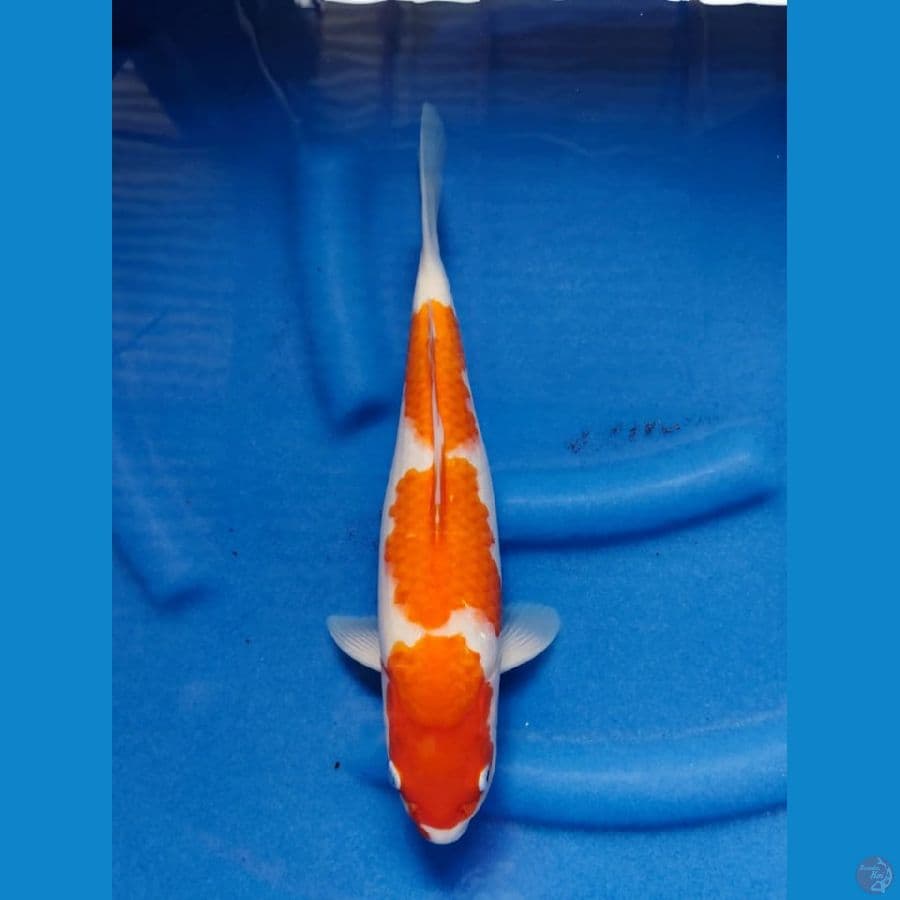 kohaku 35cm