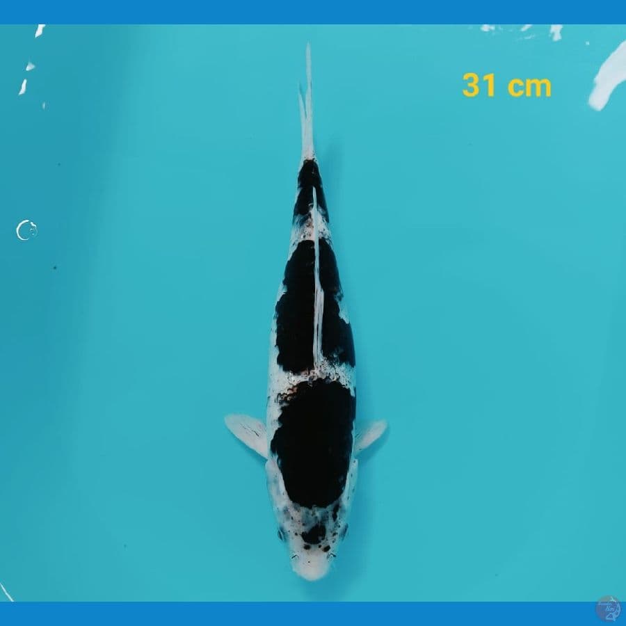 BUDOGOROMO | 31 cm | uncheck