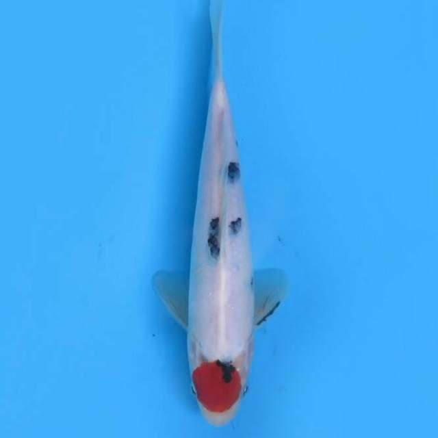 Tancho showa 21 cm
