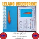 Kohaku 26cm Import Sakai Koi Farm Sertifikat