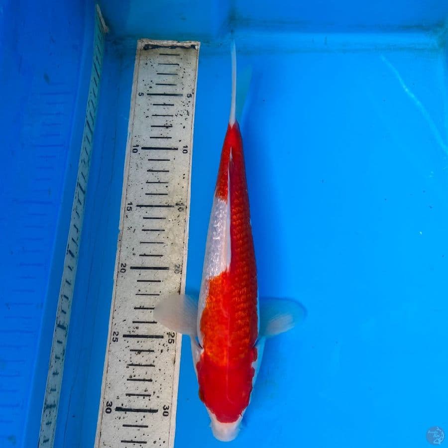 kohaku,ginrin 