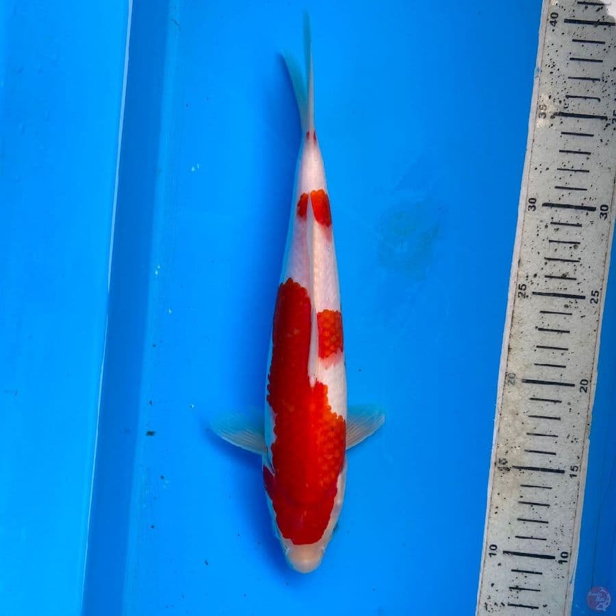 kohaku