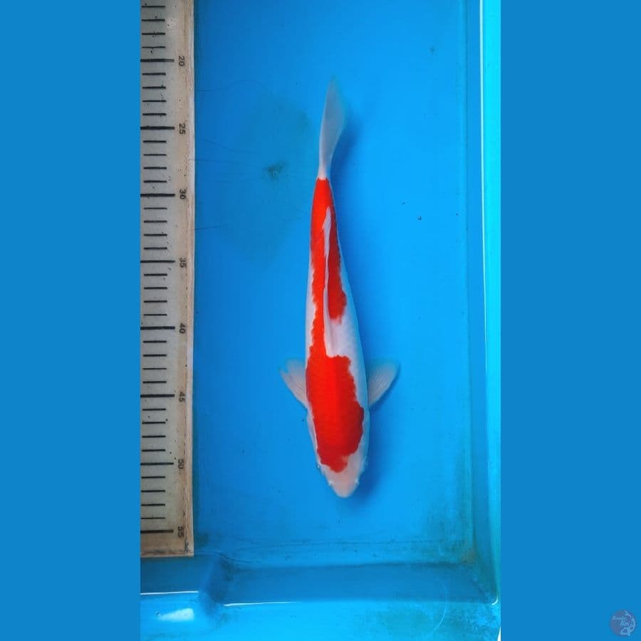 kohaku