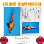 Hi Utsuri 32cm Import Marusei Koi Farm Sertifikat Jumbo