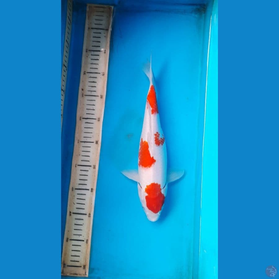 kohaku 