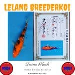 Showa 28cm Import Sertifikat Isa Koi Farm