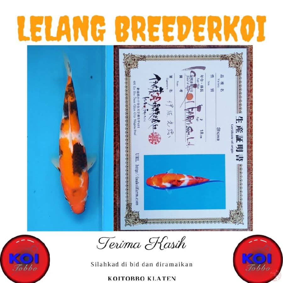 Showa 27cm Import Isa Koi Farm Sertifikat