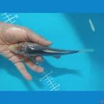 asagi 18cm