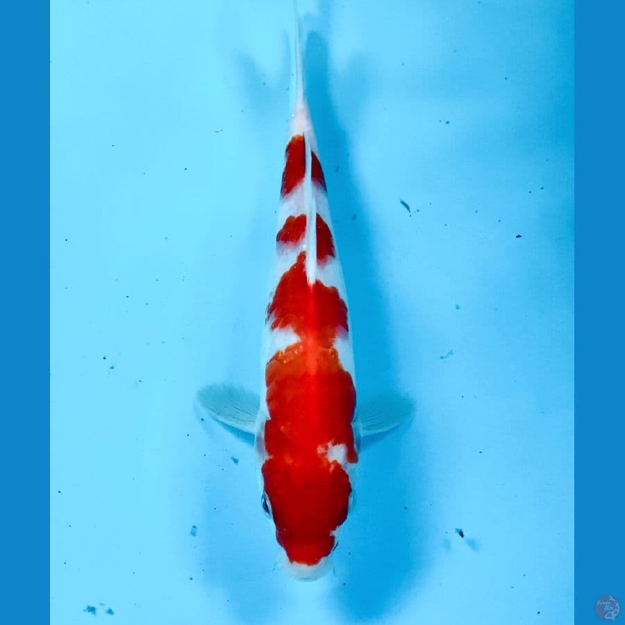 kohaku 24cm