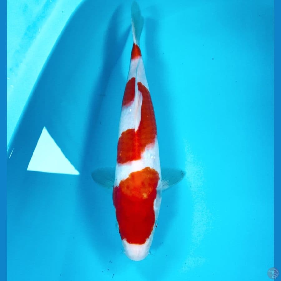 kohaku 31cm