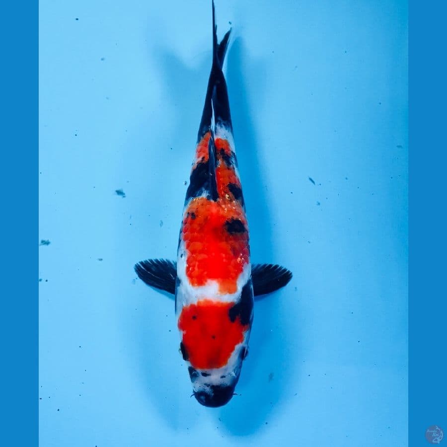 maruten showa 26 cm