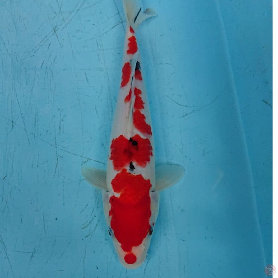 SANKE 28 CM