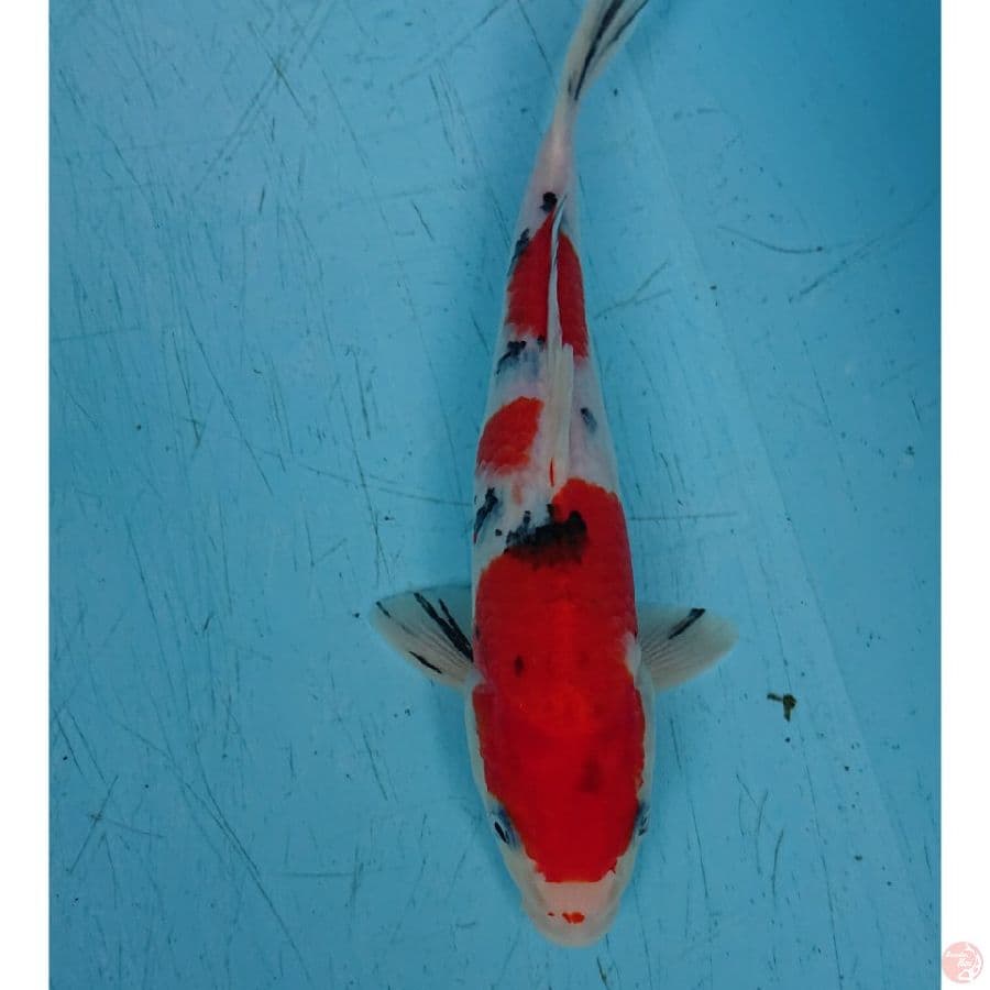 SANKE 25 CM