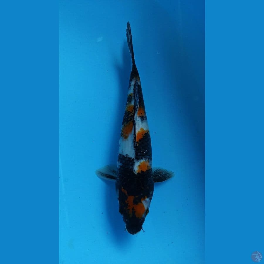 showa 31cm