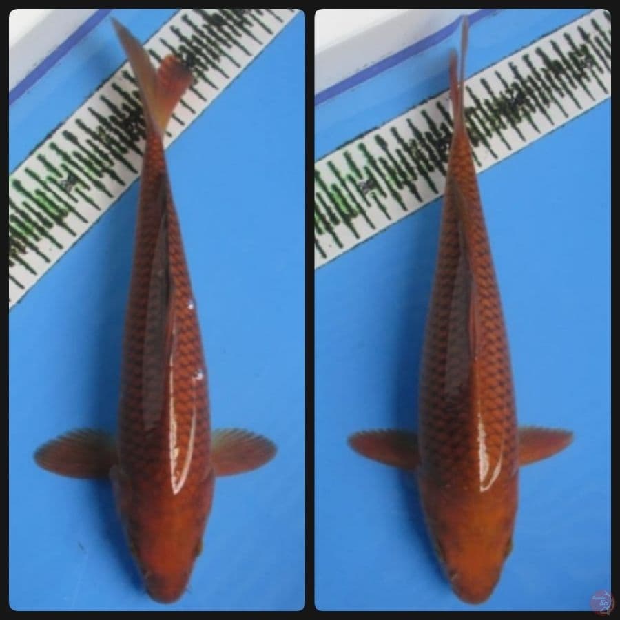 DUO CHAGOI TEMBAGA 30 CM