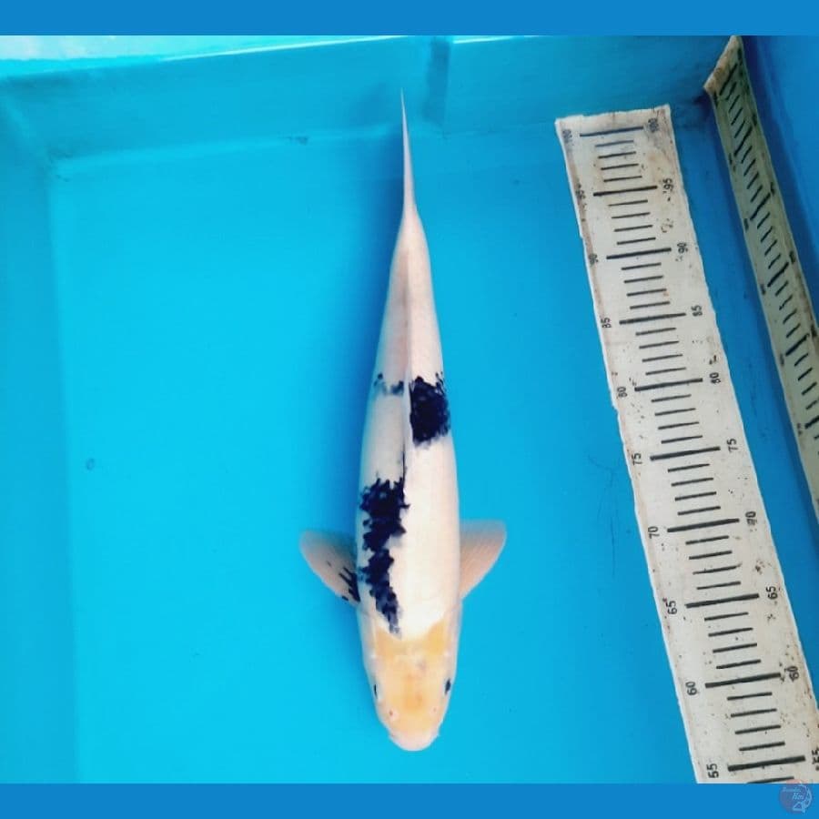 Shiro Quality 43cm Male