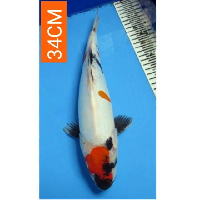 MARUTEN SHOWA DOIT 34CM