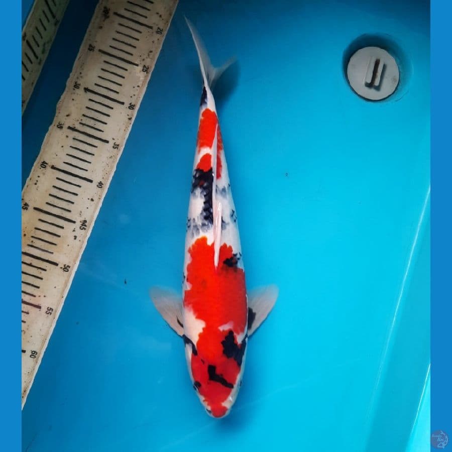 Showa strong 43cm Male