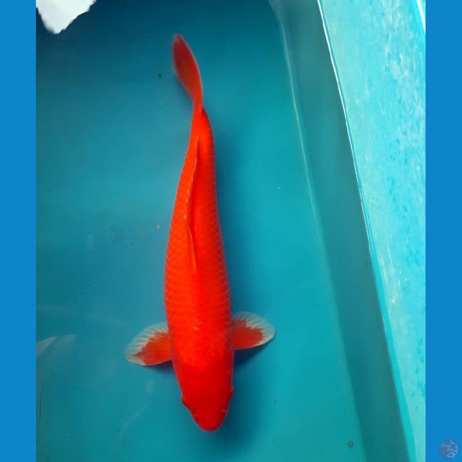 Aka Hajiro tembus 45cm Male