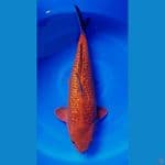 Chagoi Tembaga Jumbo