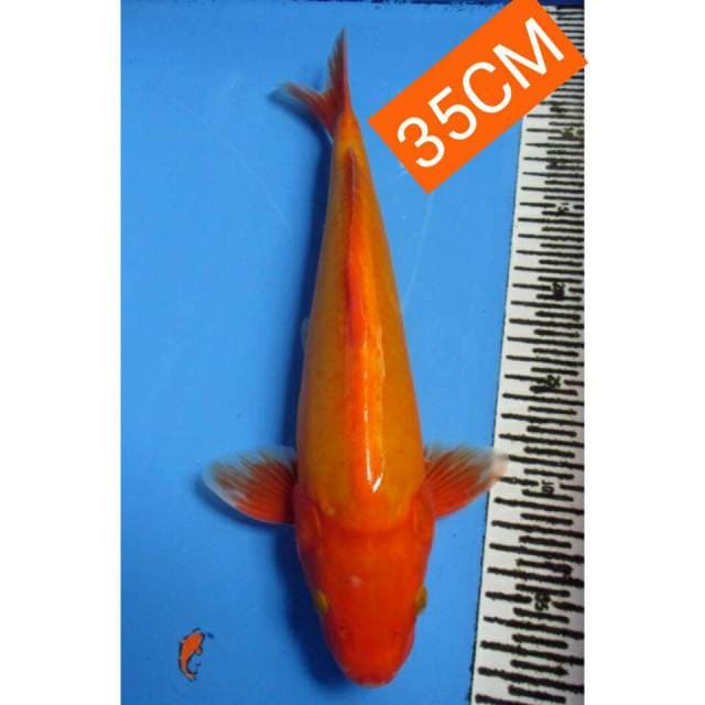 AKA HAJIRO 35CM