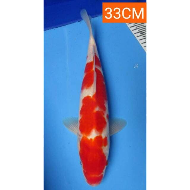 KOHAKU MALE 33CM