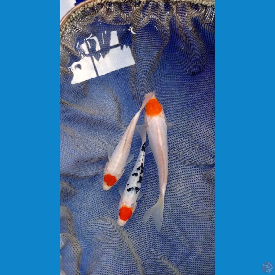 ~PAKET TANCO DOITSU 3 EKOR 16-23cm~