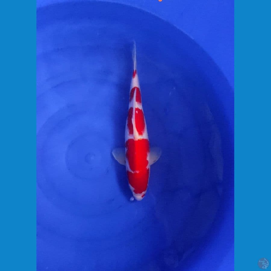 Kohaku 37cm Male